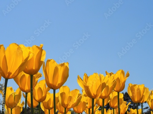 ローアングルで撮影した黄色いチューリップの花と青空