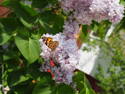 Butterfly Vanessa cardui on lilac flowers. Pollination blooming lilacs. Vanessa cardui photo