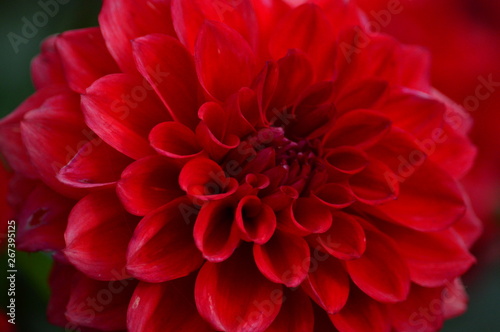 closeup of red dahlia © Павел Катков