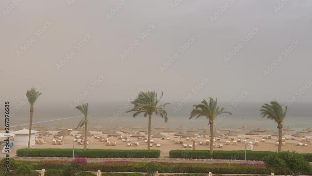 Sand Storm On The Beach With Palm Trees Swinging In The Wind In Resort. Sand Storm On The Beach With Palm Trees Swinging In The Wind In Resort.