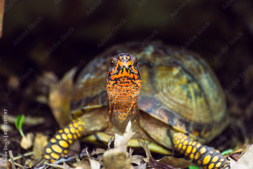 Naklejka premium Box turtle in the woods 