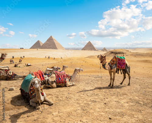 Camels in sandy desert