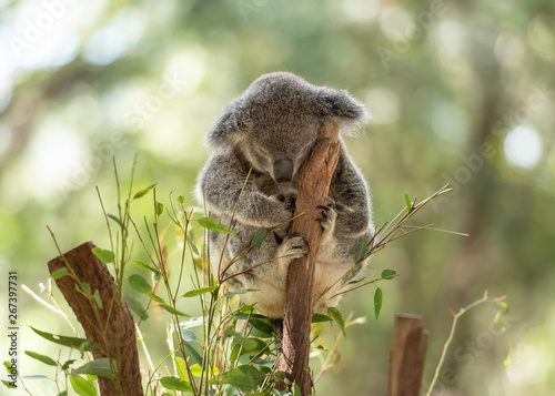 Peacefully sleeping koala on a tree trunk with eucalyptus leaves around