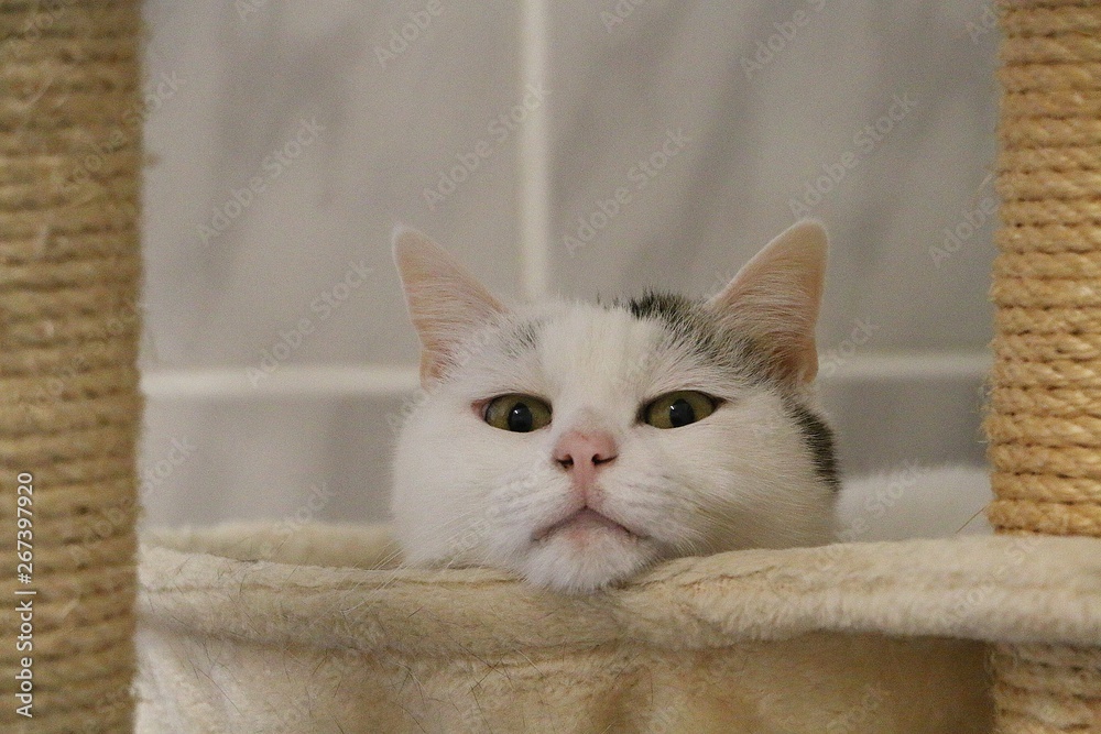 beautiful white cat is lying on a scratching post