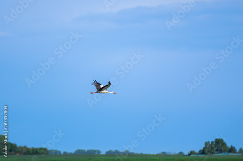 A beautiful stork flies over a field against the sky