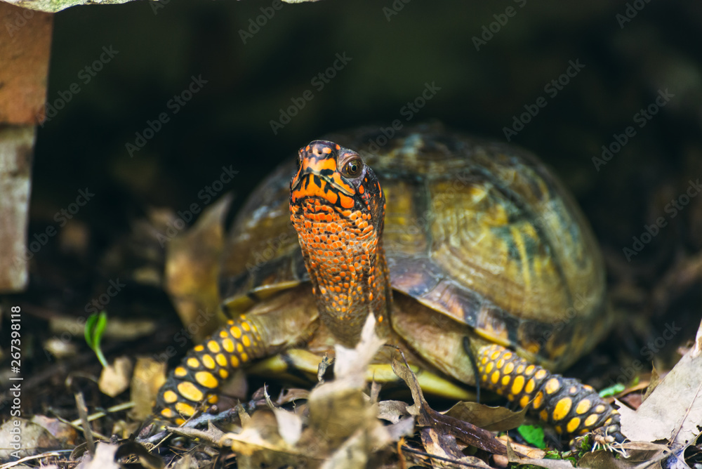 Naklejka premium Box turtle in the woods 