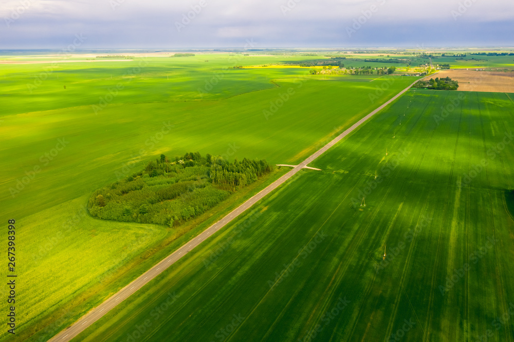 Bright green fields of Belarus sown with wheat. Aerial view