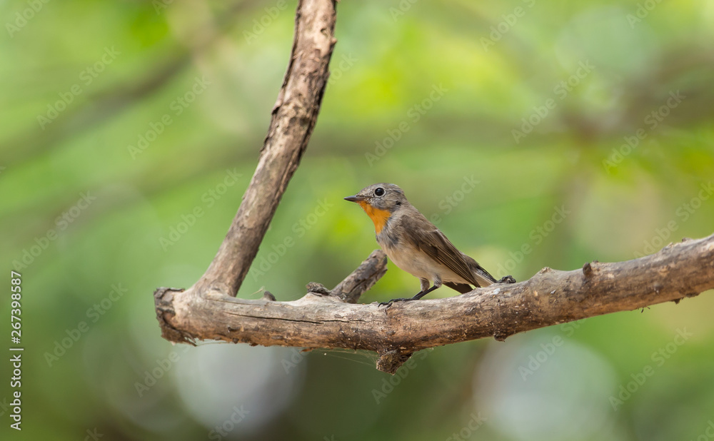 Red-throated Flycatcher (Ficedula albicilla) on branch tree. Red-throated Flycatcher (Ficedula albicilla) on branch tree.