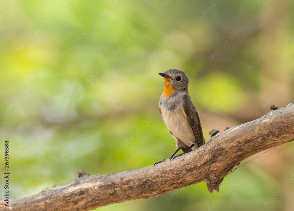 Fototapeta premium Red-throated Flycatcher (Ficedula albicilla) on branch tree.