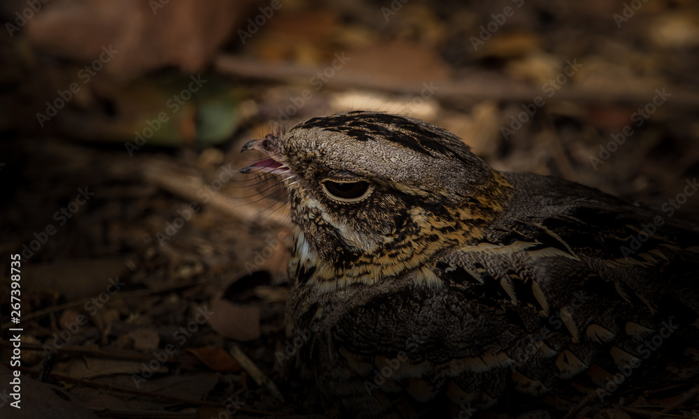 Obraz premium Large-tailed Nightjar ( Caprimulgus macrurus) .Sleeping on the ground