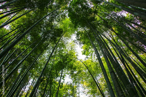 Bamboo tree trunks reach for the sky