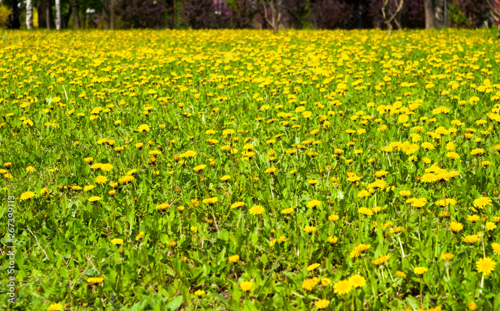 Obraz premium field of vernal green grass with flowering dandelions on a sunny day in early spring