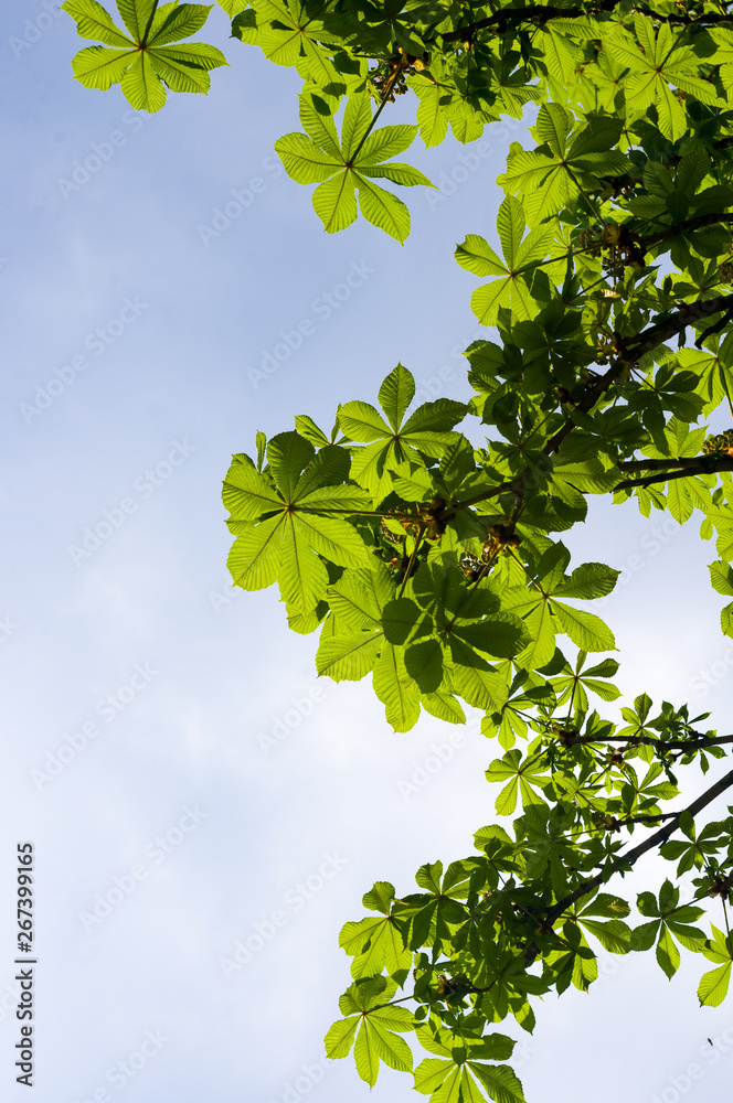 Flowering branches of chestnut Castanea sativa tree, and bright blue sky Flowering branches of chestnut Castanea sativa tree, and bright blue sky