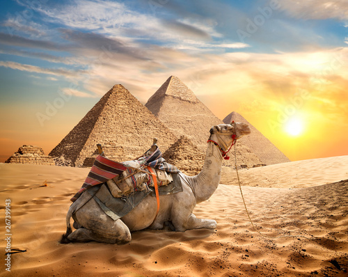 Fotografia Camel and desert