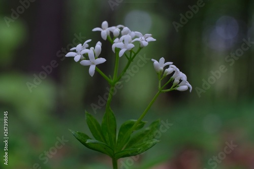 Przytulia wonna Galium odoratum - białe polne kwiatki photo