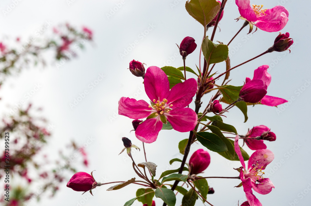 Background blooming beautiful pink cherries in raindrops on a sunny day in early spring close up, soft focus