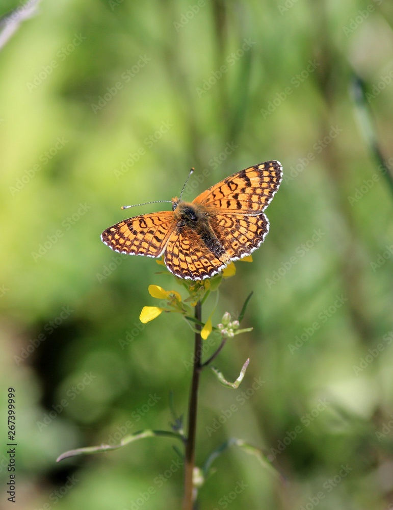 Fototapeta premium Orange butterfly on flowers in summer