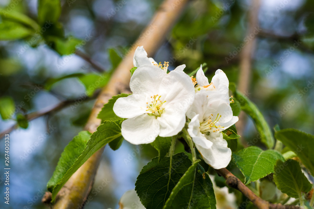 Obraz premium Background of blooming beautiful flowers of apple on a sunny day in early spring close up, soft focus