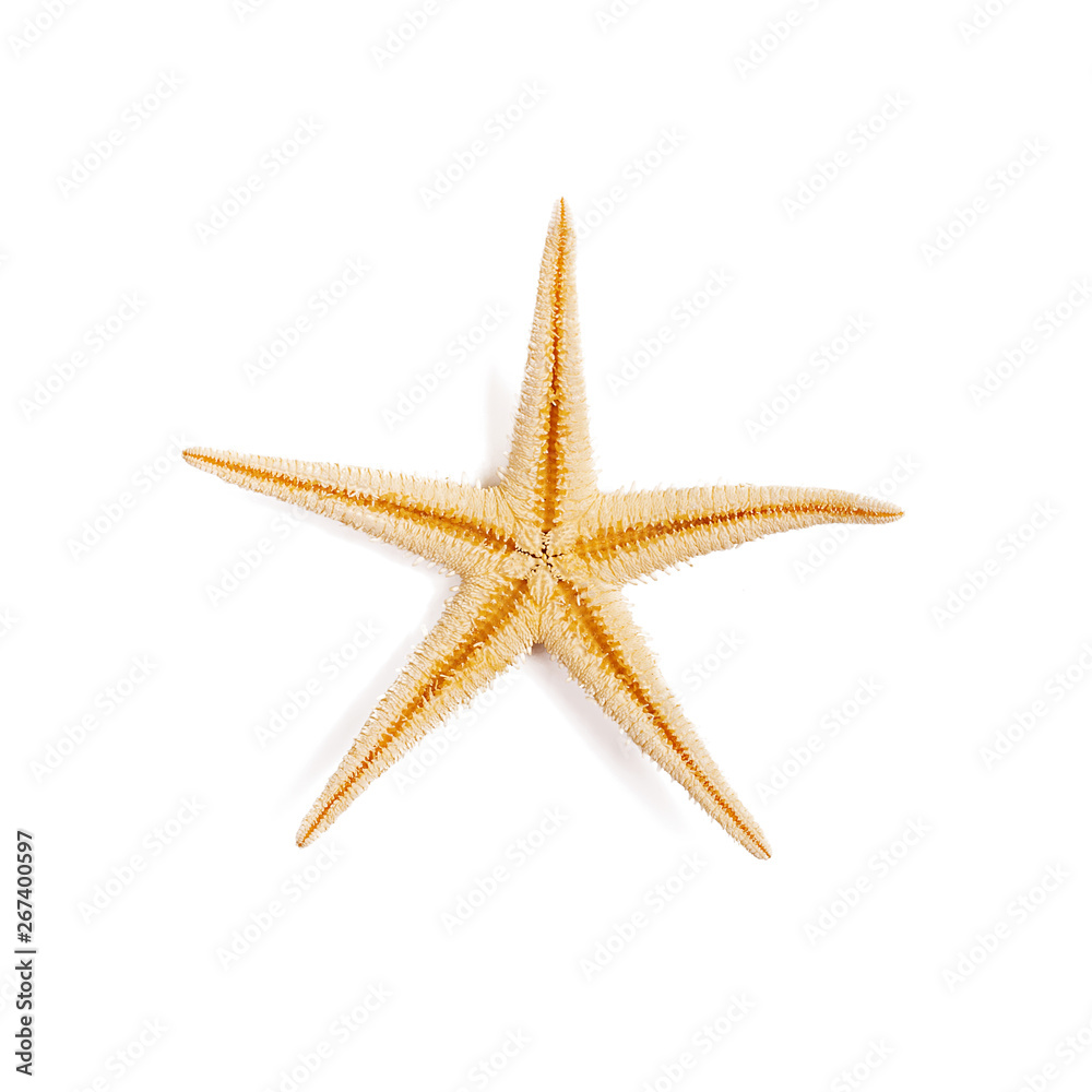 Isolated starfish on white background.Top view Isolated starfish on white background.Top view