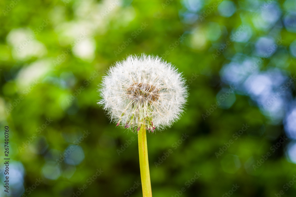 Dandelion seeds in sunlight on spring green background, macro, close-up Dandelion seeds in sunlight on spring green background, macro, close-up