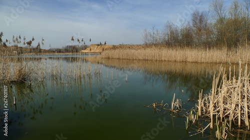 Trzcina na wodą. Kojarzy się z wypoczynkiem. To rejon krajobrazowy Żabie Doły koło Chorzowa. Polska
