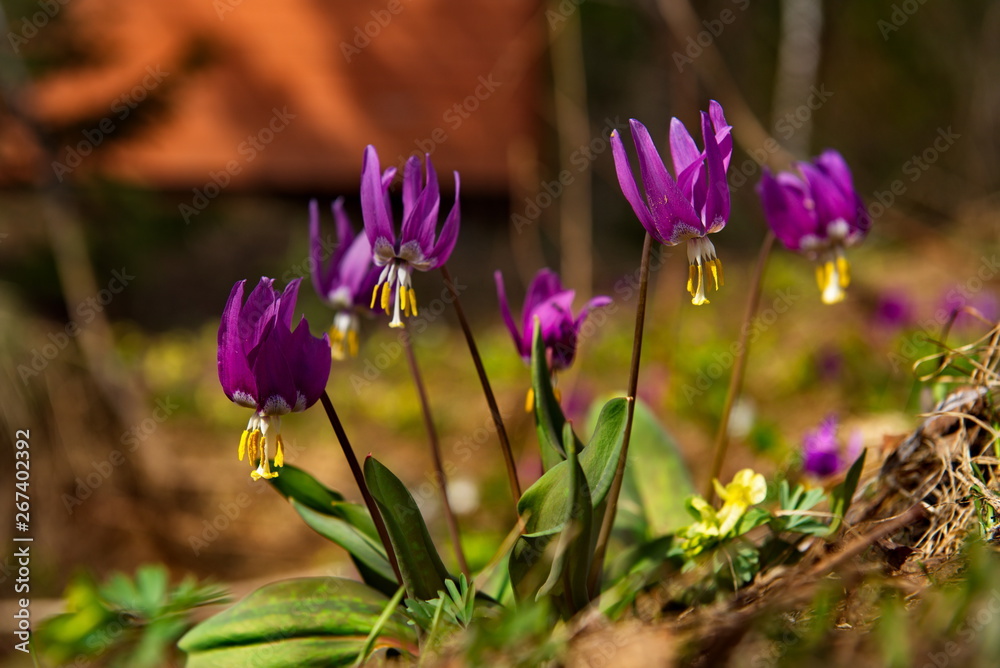 Russia. The Kuznetsk Alatau, the riverhead of the river Tom. Erythronium sibiricum Russia. The Kuznetsk Alatau, the riverhead of the river Tom. Erythronium sibiricum
