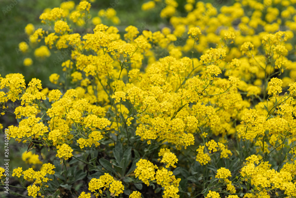 Fototapeta premium Aurinia Saxatilis Golden Alyssum Blooming Flowers