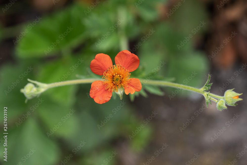 Geum Coccineum Red Avens Blooming Flower Geum Coccineum Red Avens Blooming Flower