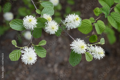 Fothergilla Major Mountain Witch Alder Flowers photo