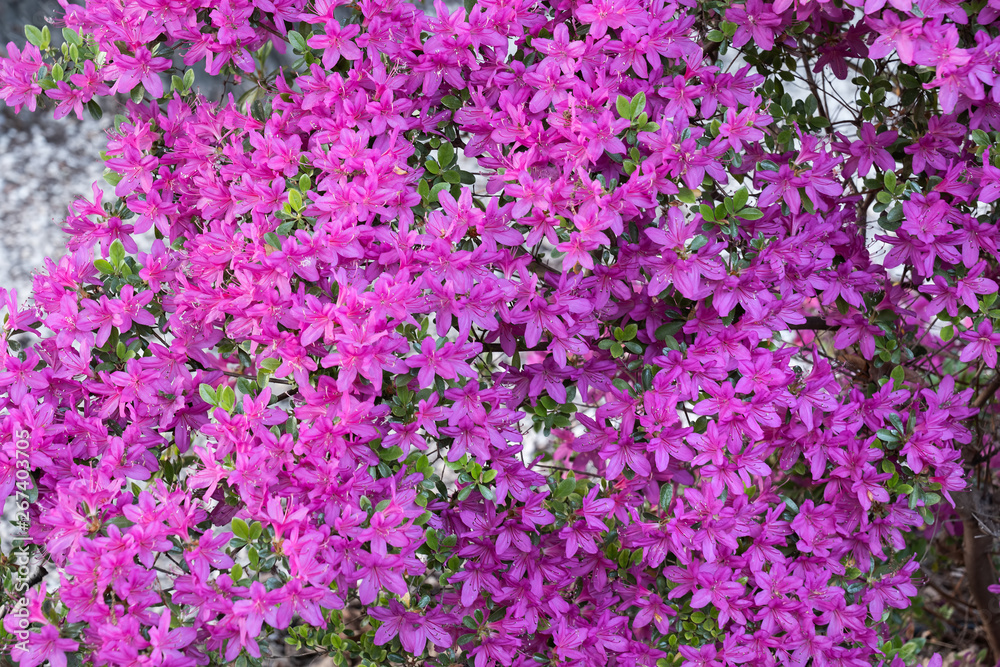 Rhododendron Nova Zembla Flowers