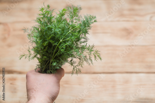 A bunch of fresh green organic dill in male hand on wooden background.