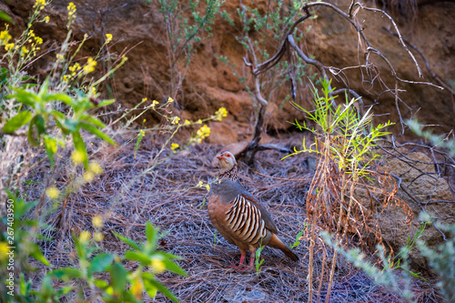 Felsenhuhn auf Teneriffa