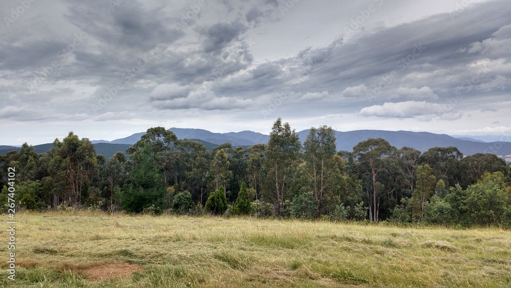 Trees and mountains