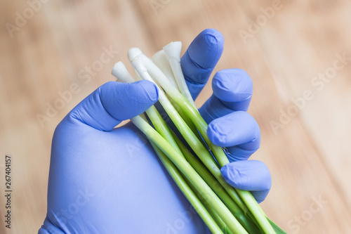 Green garlic in hand in rubber glove. The concept of checking plant products  GMOs.