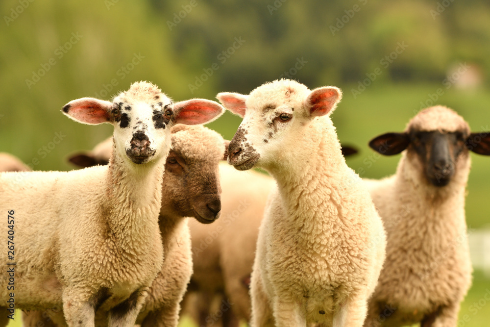 domestic sheep walks on a meadow and eats grass domestic sheep walks on a meadow and eats grass
