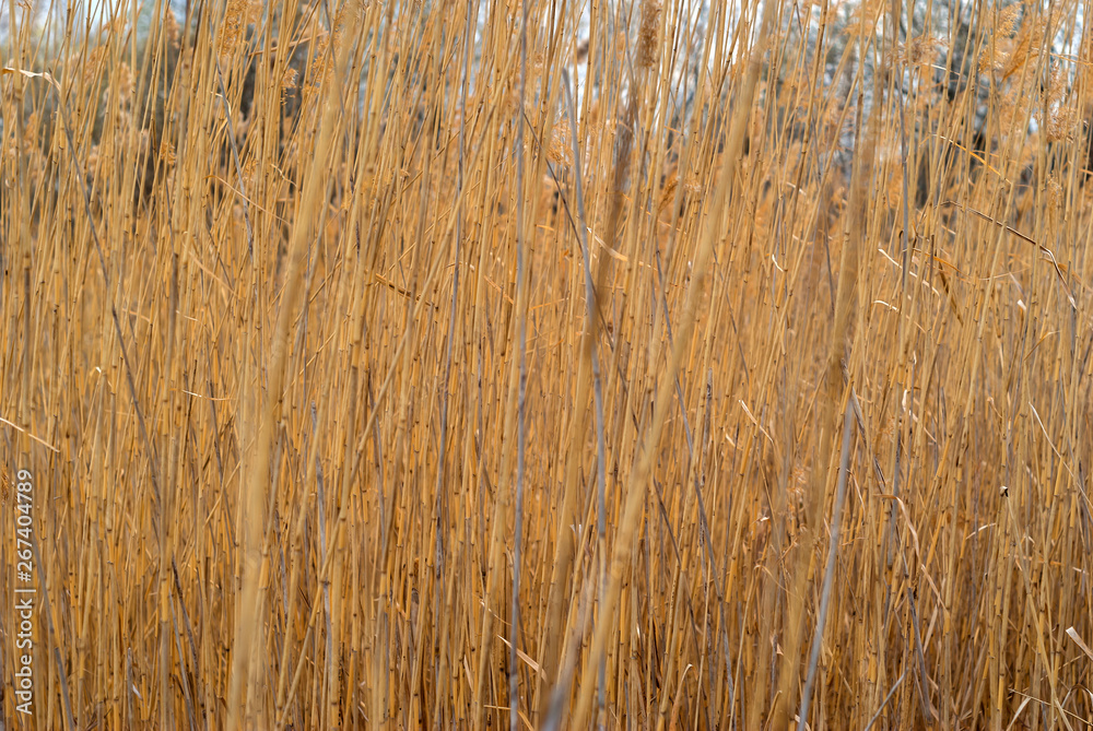 Fototapeta premium dry reed background
