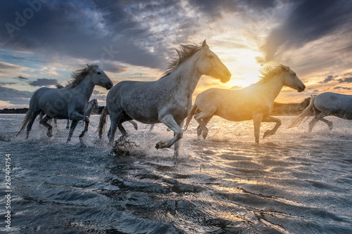 Fototapeta Naklejka Na Ścianę i Meble -  White horses in Camargue, France.
