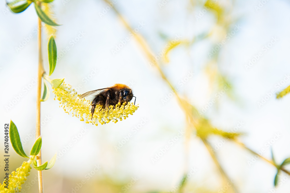 Bumblebee collects pollen from a willow flower Bumblebee collects pollen from a willow flower