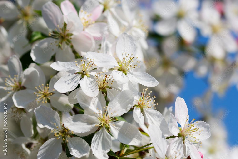 Beautiful spring tree in bloom