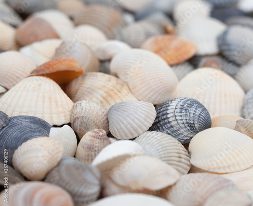 Seashells. Mollusk shells.