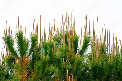 pine tree sprouts photo