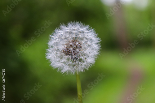 Dandelion portrait with a green background