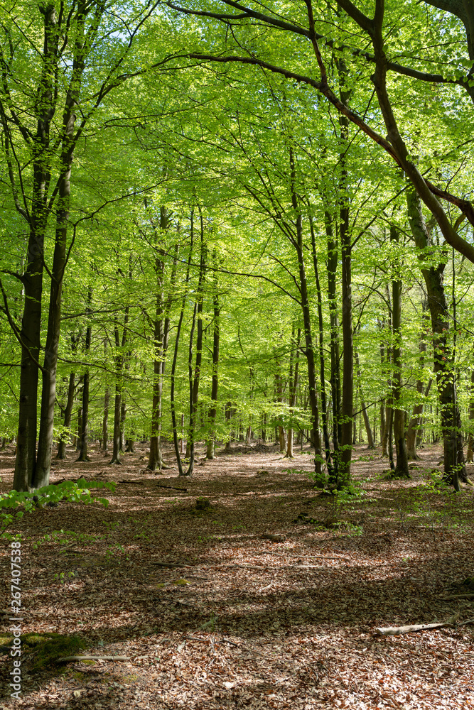 Fototapeta premium Rezerwat przyrody Ribnitz Great Moor