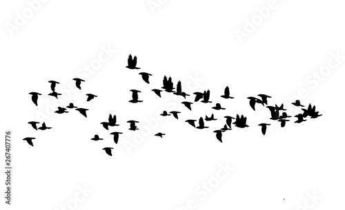 flock of birds flying in the sky © pavlematic39