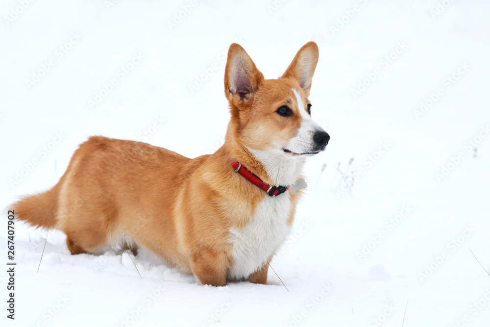 corgi zimą corgi zimą
