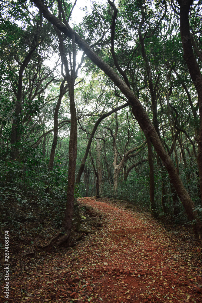 Fototapeta premium walking through the woods