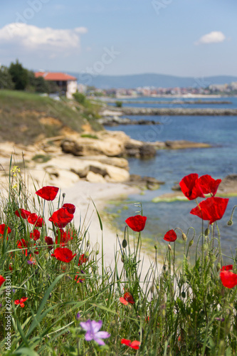 Blooming red poppies on the background of the quay of the seaside village on the Black Sea coast of Bulgaria in a clear sunny day of May.