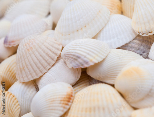 Seashells. Mollusk shells.