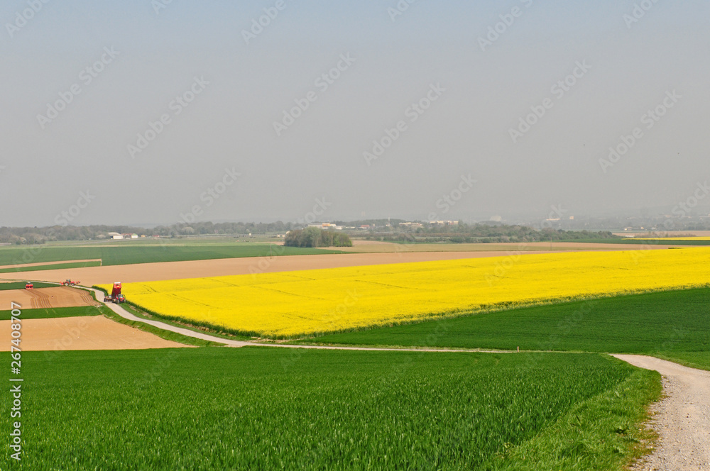 Obraz premium Campagna e campi di colza a a Wisques, Pas-de-Calais, Hauts-de-France