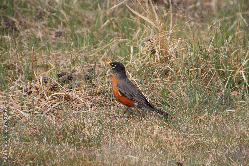Graceful Robin, Pylypow Wetlands, Edmonton, Alberta Graceful Robin, Pylypow Wetlands, Edmonton, Alberta